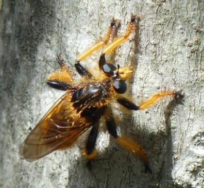 Pogonosoma maroccanum